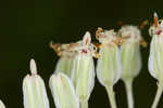 Groovestem Indian plantain